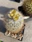 Preview: Escobaria dasyacantha